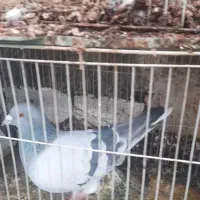 کبوتر|پرنده|بیرجند, |دیوار