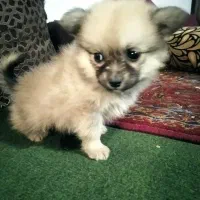 توله|سگ|بندرعباس, |دیوار