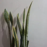 گل سانسوریا
