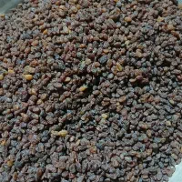 کشمش اعلاء|خوردنی و آشامیدنی|ورامین, ورامین|دیوار