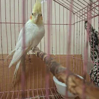 عروس هلندی ماده سالم سرحال اهلی|پرنده|اردبیل, |دیوار