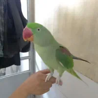 پول نیازم قیمت مناسب انواع طوطی سانان معاوضه فروش|پرنده|اردکان, |دیوار