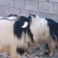 تیبز تخمی بختیاری