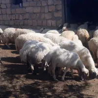 بره پروار سفید صادراتی|حیوانات مزرعه|زاگرس, |دیوار