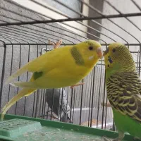 یک جفت مرغ عشق و یک تک ماده