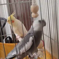 عروس هلندی مولد|پرنده|وحیدیه, |دیوار