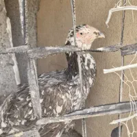 مرغ لاری افغان اصیل