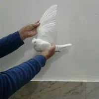 شازده سرور کبوتر|پرنده|قم, زاویه|دیوار