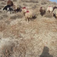 18راس گوسفند|حیوانات مزرعه|قوچان, |دیوار