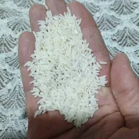 برنج طارم هاشمی درجه یک بدون واسطه