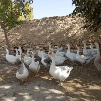 جوجه غاز|حیوانات مزرعه|اصفهان, کوی امام|دیوار