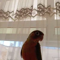 گرینچیک دونخور دستی|پرنده|عسگران, |دیوار