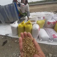 جو محلی بذری|خدمات باغبانی و درختکاری|گمیشان, |دیوار