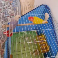 طوطی بزیلی نروماده مولد