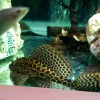 یک جفت کت فیش لجنخوار پلنگی|ماهی|کرج, شهرک علی ابن ابیطالب (کوثر)|دیوار