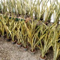 بار جدید انواع گلهای آپارتمانی|گل و گیاه طبیعی|بیرجند, |دیوار