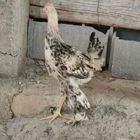 جوجه دیلگونی