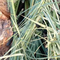 فروش انواع پاچوش ونخل کامل درخت خرما...|خدمات باغبانی و درختکاری|اردکان, |دیوار