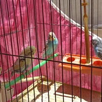 فروش مرغ عشق|پرنده|اصفهان, گلستان|دیوار