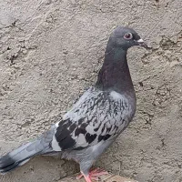 مجسمه