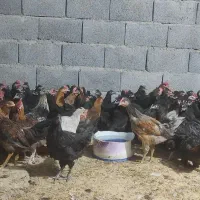 مرغ وخروس محلی|حیوانات مزرعه|جم, |دیوار