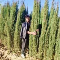 فروش سرو درجه یک ناز شیراز اصل