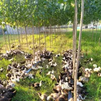 اجاره سوله ۲۰۰ متری و خونه ۳۰ متری فول قابل سکونت|اجارهٔ دفتر صنعتی، کشاورزی، تجاری|تالش, طولارود|دیوار