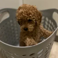 توی پودل کوچولو|سگ|رشت, گلسار|دیوار