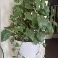 گل طبیعی