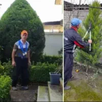 باغبانی و هرس لاوسون و درختان