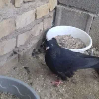 کبوتر زاغ|پرنده|مبارکه, |دیوار