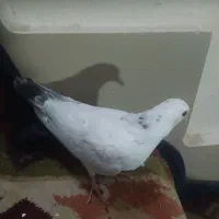 کبوتر پرشی جوانه|پرنده|گرگان, |دیوار