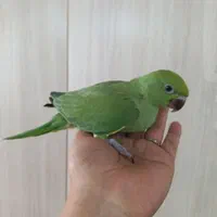 طوطی ملنگو و عروس هلندی|پرنده|بیرجند, |دیوار