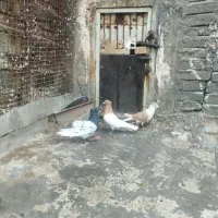 کبوتر کله ای دوبالی|پرنده|دزفول, |دیوار