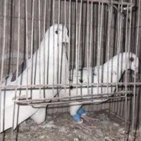 کبوتر تهرونی بلند پرواز