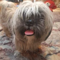 سگ خانگی شیتزو تریر نر