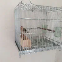 سهره قناری دهن زن|پرنده|صدرا-فارس, فاز ۱|دیوار