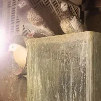 گفتر|پرنده|تهران, سبلان (لشگر)|دیوار