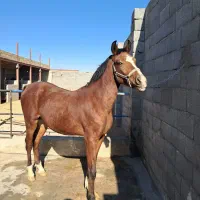 کره  اسب نریون. قیمت توافقی|اسب و تجهیزات اسب‌سواری|فلاورجان, |دیوار