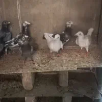 کبوتر پلاکی بوم ندیده