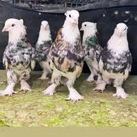 کفتر هما شازده سرور