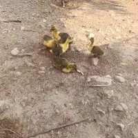 جوجه غاز