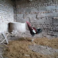 لاری|حیوانات مزرعه|مینودشت, |دیوار