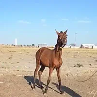 کره اسب نریان