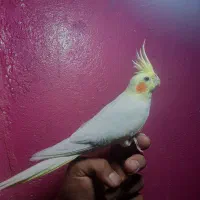 عروس هلندی لوتینو