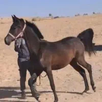 اسب عرب (سیلمی)