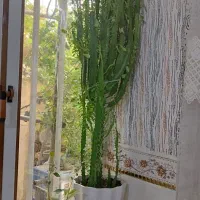 فروش گل خانگی|گل و گیاه طبیعی|سرپل ذهاب, |دیوار