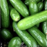 کارگر خانم جهت بسته خیار سبز