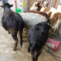 گوساله بومی چاق درجه یک استخوان ریز