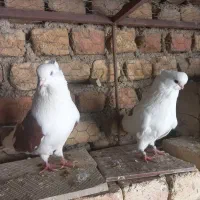 کبوتر نوک قنار ونوک ریز